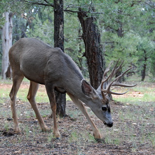 Grand Canyon - Mule Deer